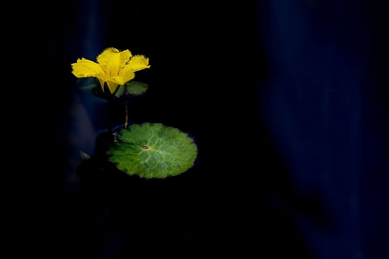 Lotus Flower Meditation Image
